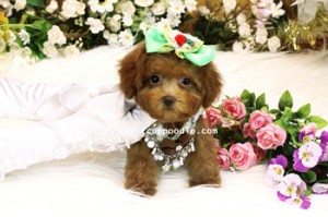 small teacup poodle 01