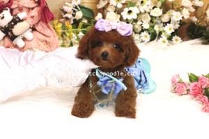 small teacup poodle 01