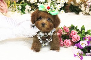small teacup poodle 02