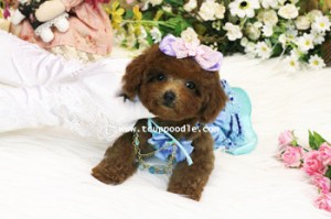 small teacup poodle 03_副本