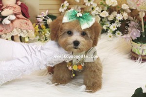 toy poodle 03_副本