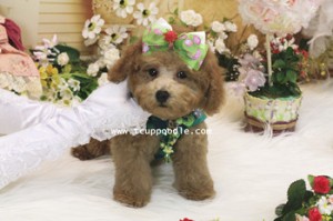 toy poodle 04