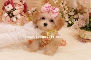 small teacup poodle 02_副本