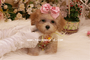 small teacup poodle gif