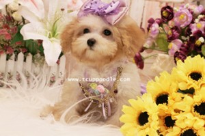 small teacup poodle 03