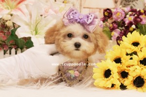 small teacup poodle 05