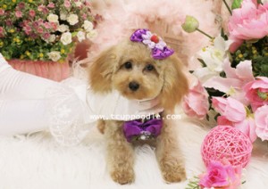 toy teacup-small teacup poodle 01