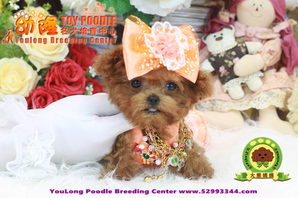 teacup poodle teddy bear